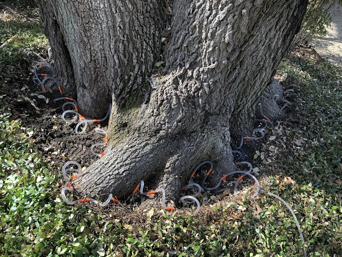 Detailed Tree Cabling and Bracing job site in Loughman