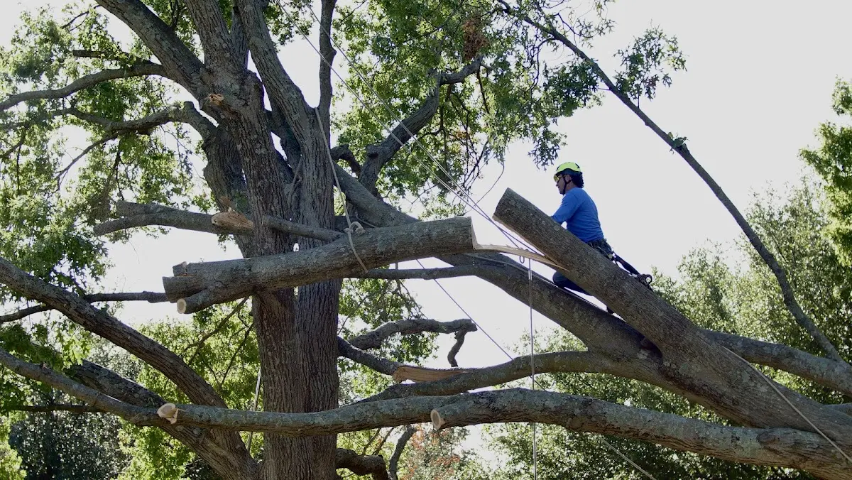 Professional Crown Thinning performed by certified arborists in Loughman